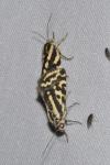 Emmelia trabealis