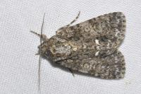 Acronicta rumicis