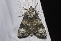 Craniophora ligustri
