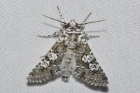 Lamprosticta culta