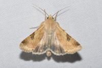 Heliothis peltigera