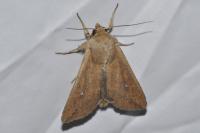 Mythimna unipuncta