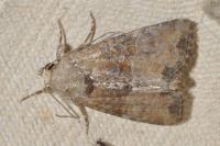 Mesoligia furuncula