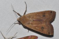 Noctua pronuba