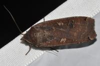 Noctua pronuba