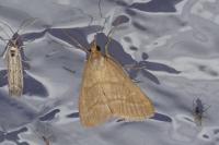 Evergestis mundalis