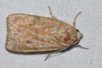 Noctua interjecta