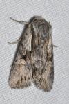 Chloantha hyperici