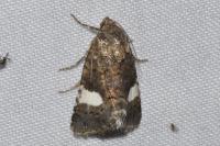 Tyta luctuosa