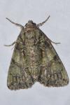 Polyphaenis sericata