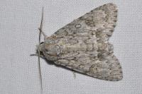 Acronicta aceris