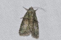 Cryphia algae/pallida/ochsi