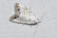 Nola infantula
