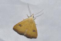 Rivula sericealis
