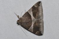 Dysgonia algira
