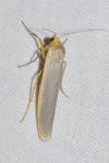 Manulea complana