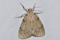 Paidia rica