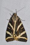 Euplagia quadripunctaria