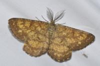 Ematurga atomaria