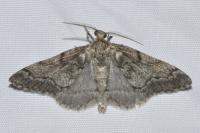 Tephronia sepiaria