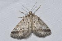 Eumannia oranaria