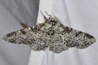 Biston betularia