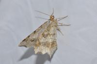 Macaria alternata