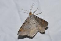Macaria liturata