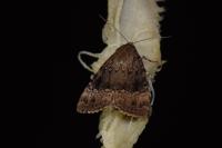 Amphipyra pyramidea