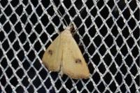 Rivula sericealis