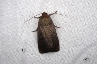 Amphipyra livida