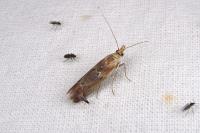 Ancylosis cinnamomella