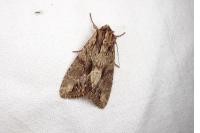 Apamea monoglypha monoglypha