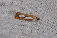 Catoptria pinella
