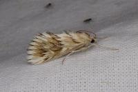 Cynaeda dentalis