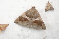 Dysgonia algira