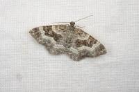 Epirrhoe alternata