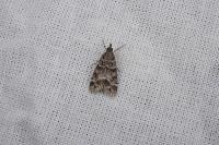 Eudonia mercurella