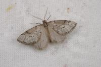 Eumannia oranaria