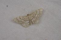 Idaea moniliata