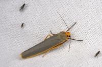 Manulea complana