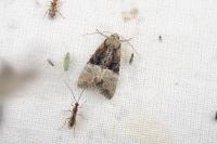 Mesoligia furuncula