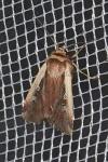 Ochropleura plecta