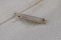 Metacrambus carectellus