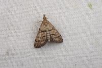 Metasia cuencalis bourgognei
