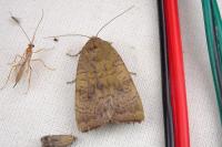 Noctua interjecta