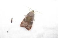 Noctua janthe