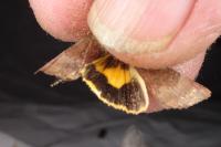 Noctua janthe
