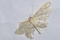 Idaea moniliata