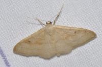 Idaea rubraria